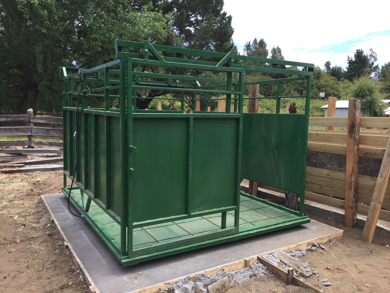 básculas para pesar ganado