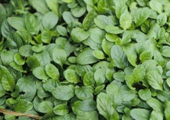 ajuga morada - rosada - verde