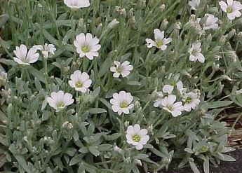 cerastium tormentosum