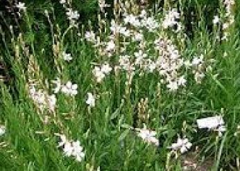 gaura