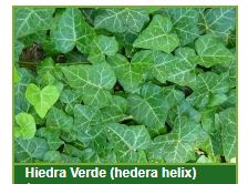 hiedras
