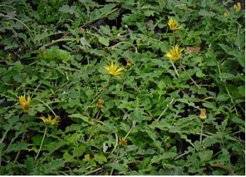 inula, arctotheca caléndula