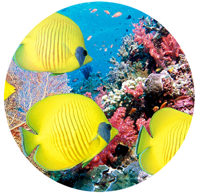 peces para acuarios y piletas