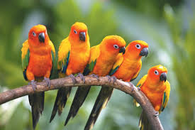 pajaros